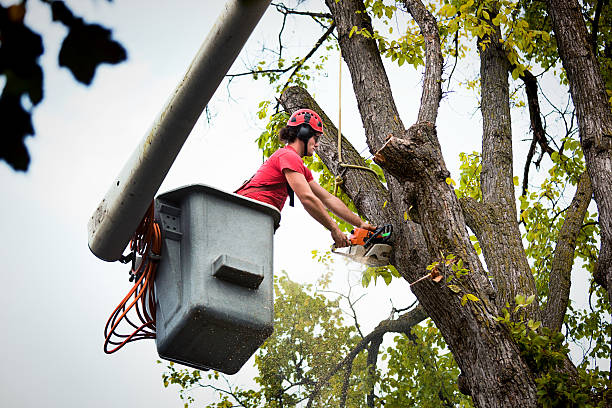 Best Tree Branch Trimming  in Metlatla, AK